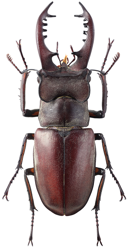 Lucanus maculifemoratus dybowskyi Parry, 1862