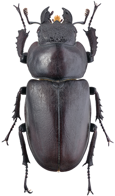 Lucanus maculifemoratus dybowskyi Parry, 1862