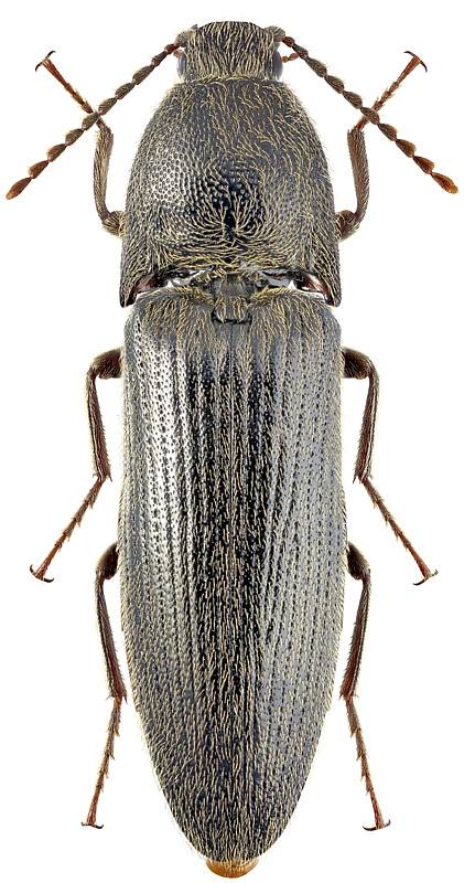 Melanotus correctus Candeze, 1865