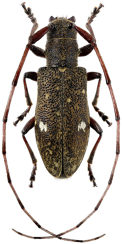 Monochamus guttulatus Gress., 1951