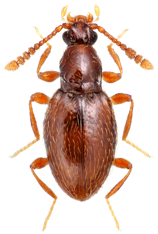 Neuraphes carinatus Mulsant et Rey, 1861