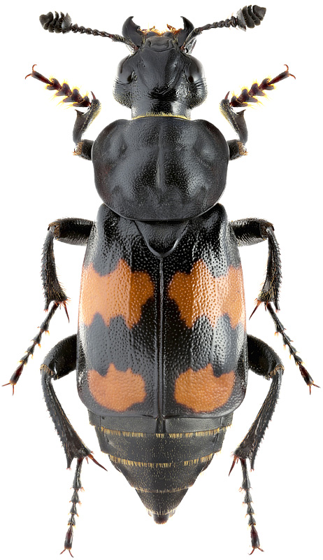 Nicrophorus vespilloides Herbst, 1783