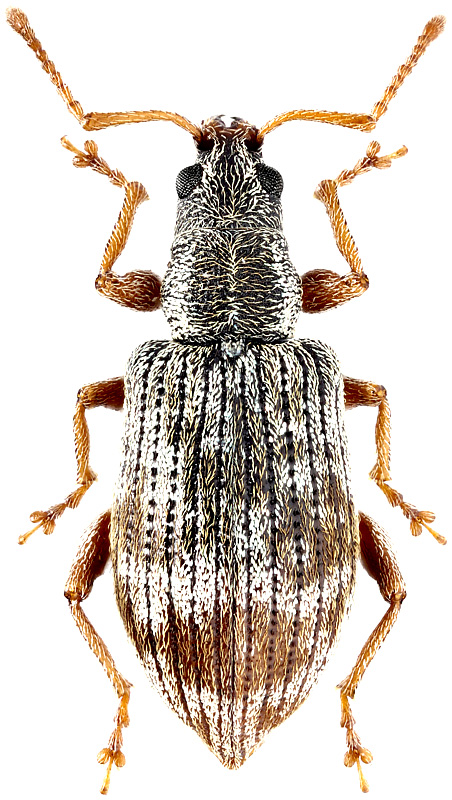 Oedecnemidius varius Brulle, 1832