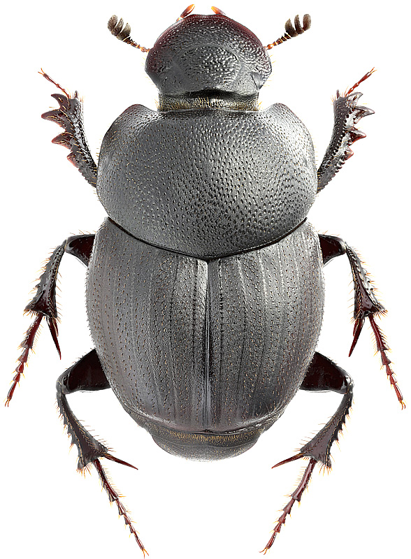 Onthophagus (Altonthophagus) uniformis Heyden, 1886; female