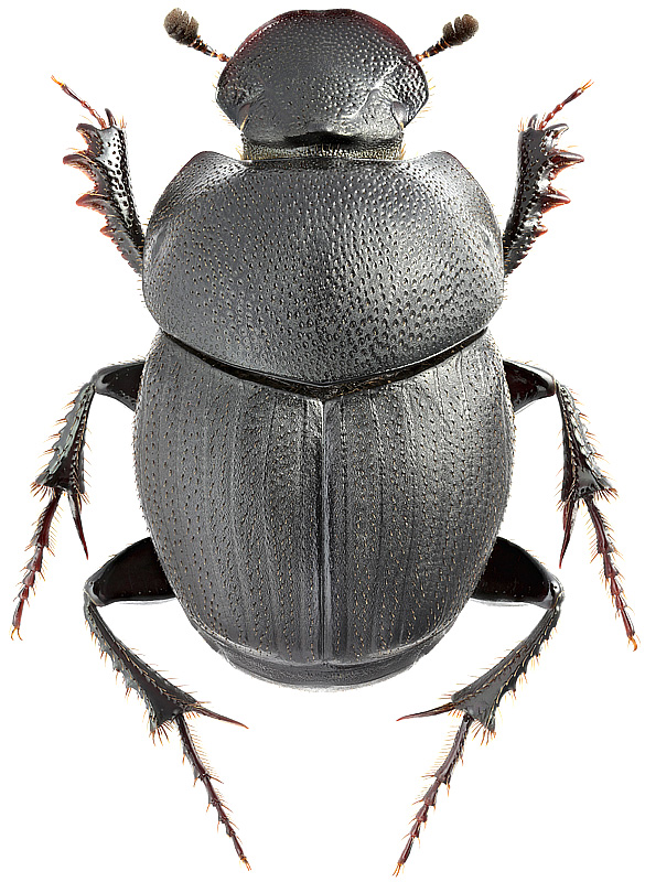 Onthophagus (Altonthophagus) uniformis Heyden, 1886; male