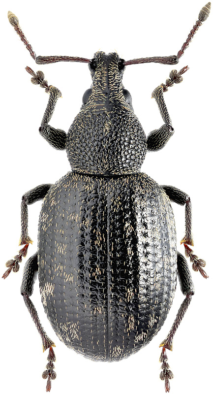 Otiorhynchus (Postaremus) nodosus