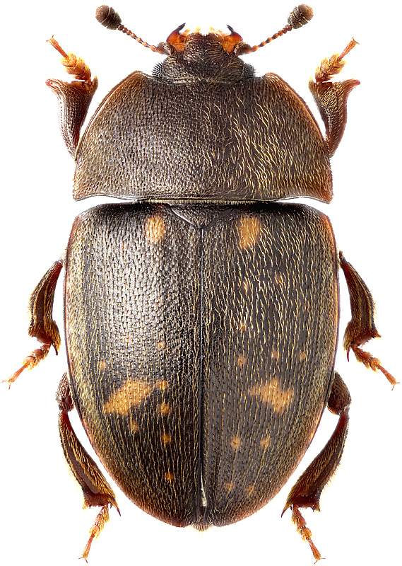 Phenolia bipustulata Grouvelle, 1899