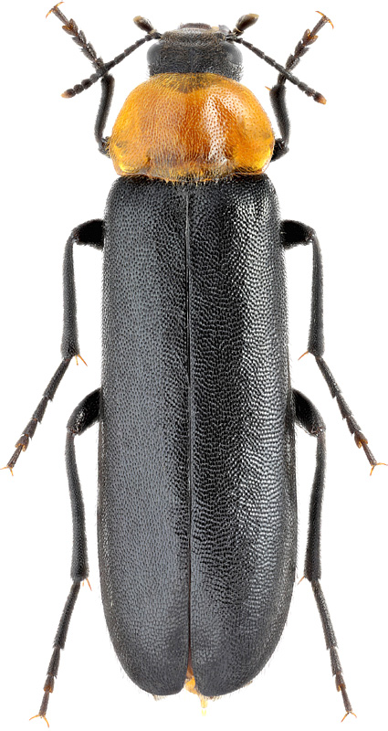 Phryganophilus ruficollis F., 1798