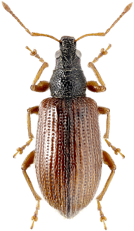 Phyllobius oblongus L., 1758