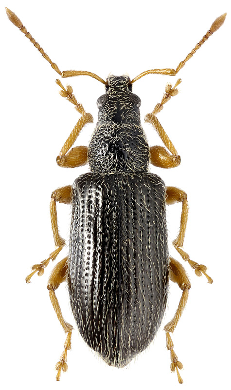 Phyllobius oblongus L., 1758