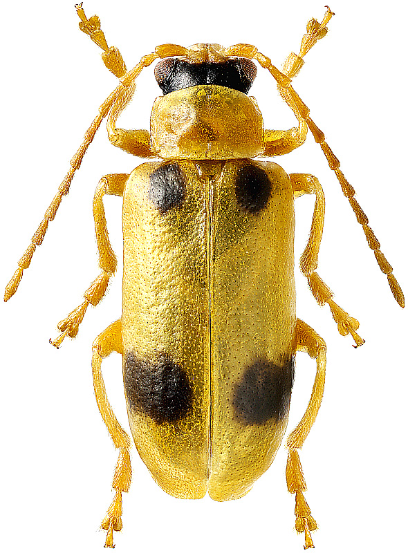 Phyllobrotica quadrimaculata L., 1758