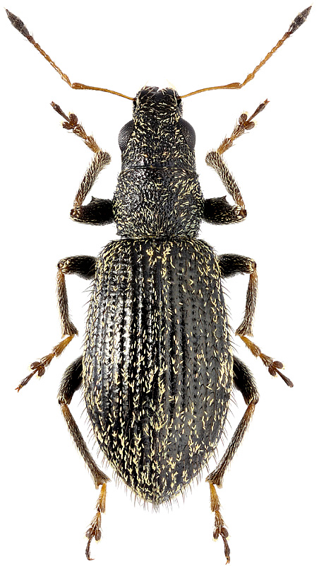 Polydrusus inustus Germ., 1824