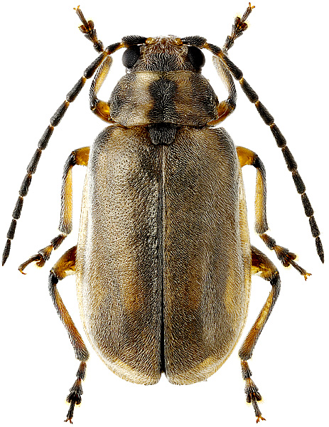 Pyrrhalta annulicornis Baly, 1874