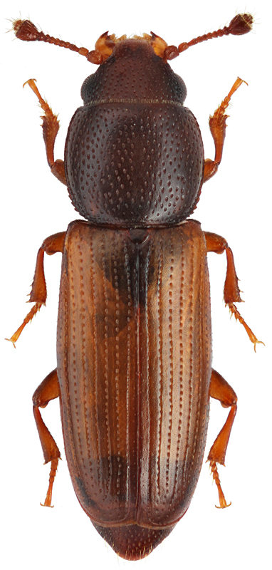 Rhizophagus fenestralis L., 1758