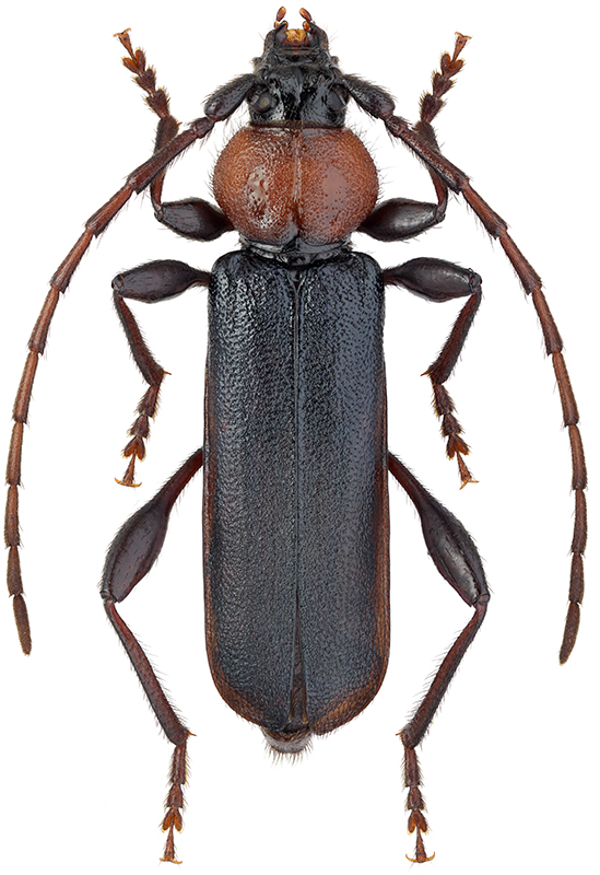 Rhopalopus ruficollis Matsumura, 1911