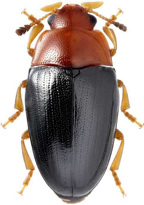 Triplax rufipes F., 1787