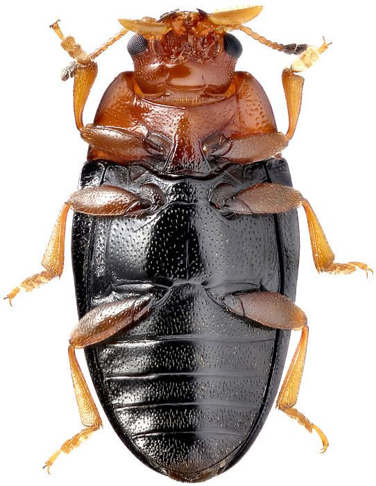 Triplax rufipes F., 1787