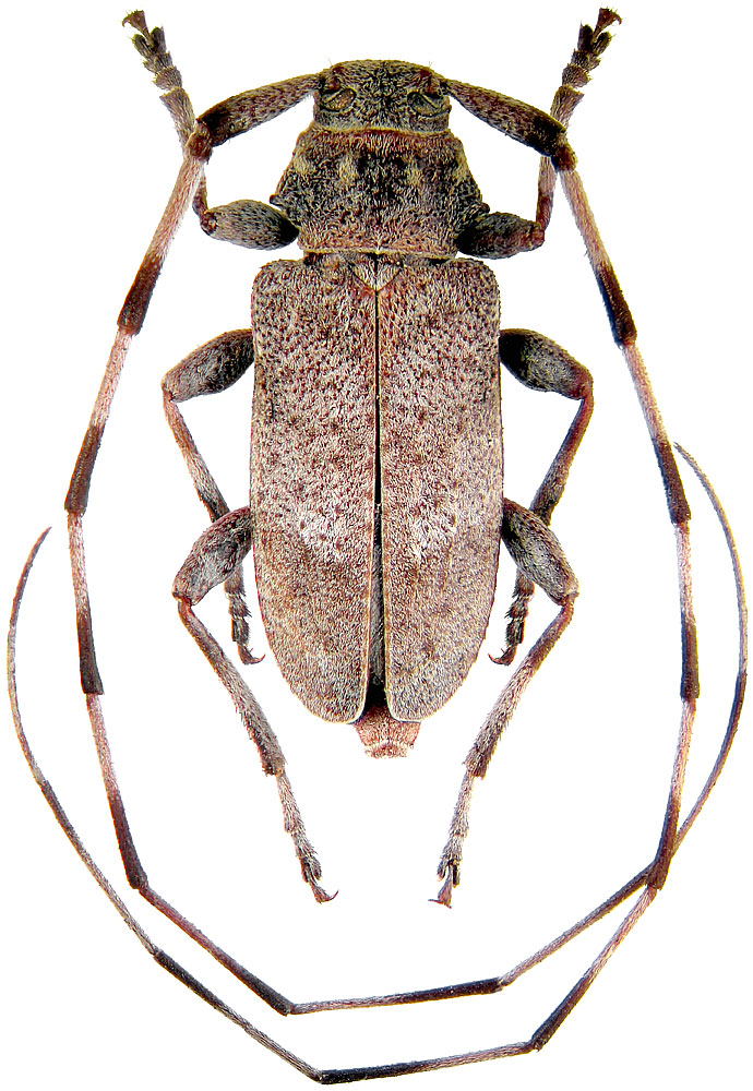 Acanthocinus aedilis L.