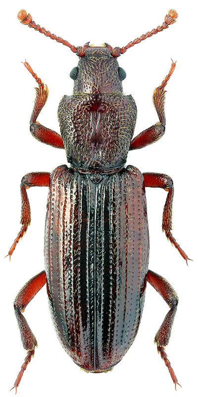 Bothrideres bipunctatus Gmel., 1790