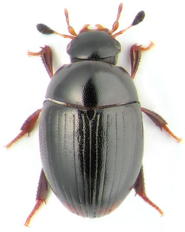 Cercyon ustulatus Preyss.