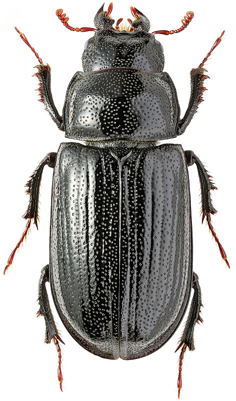 Ceruchus chrysomelinus Hochenwarth, 1785