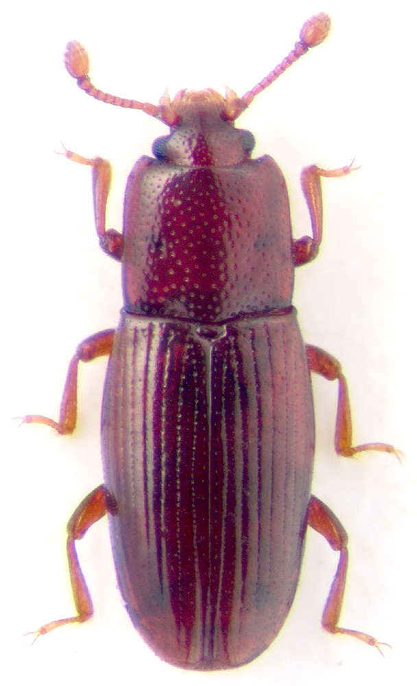 Cerylon ferrugineum Steph.