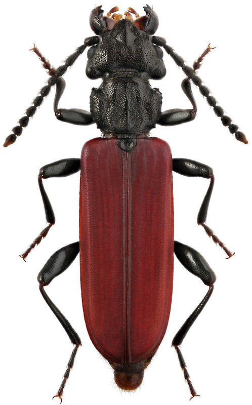 Cucujus haematodes opacus Lew., 1888