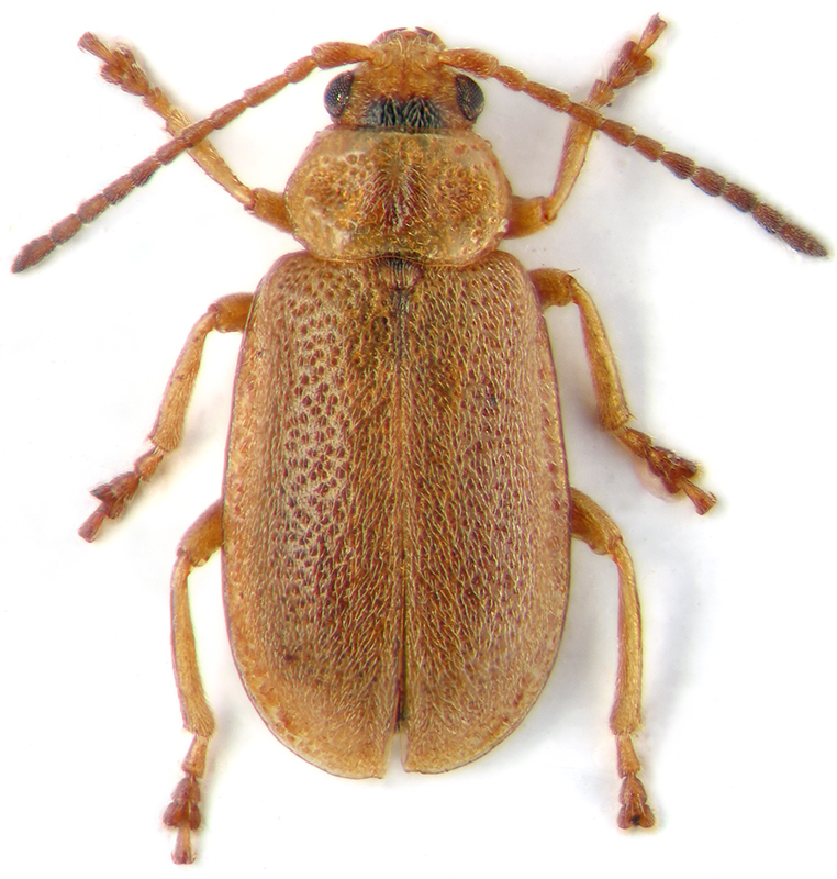 Galerucella pusilla Duft.