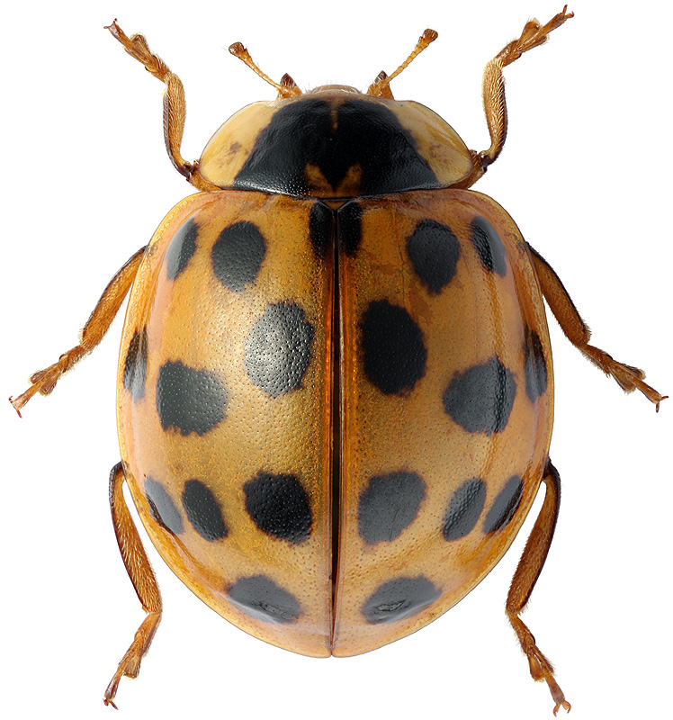 Harmonia axyridis Pallas, 1773