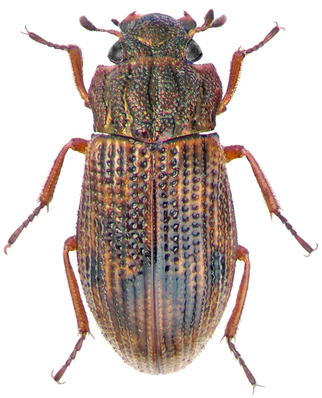 Helophorus arvernicus Mulsant, 1846