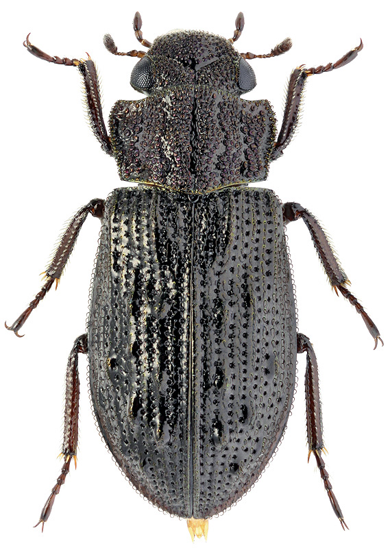 Helophorus tuberculatus Gyll., 1808