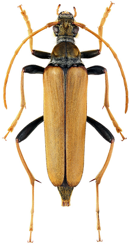 Leptura latipennis Matsushita, 1933