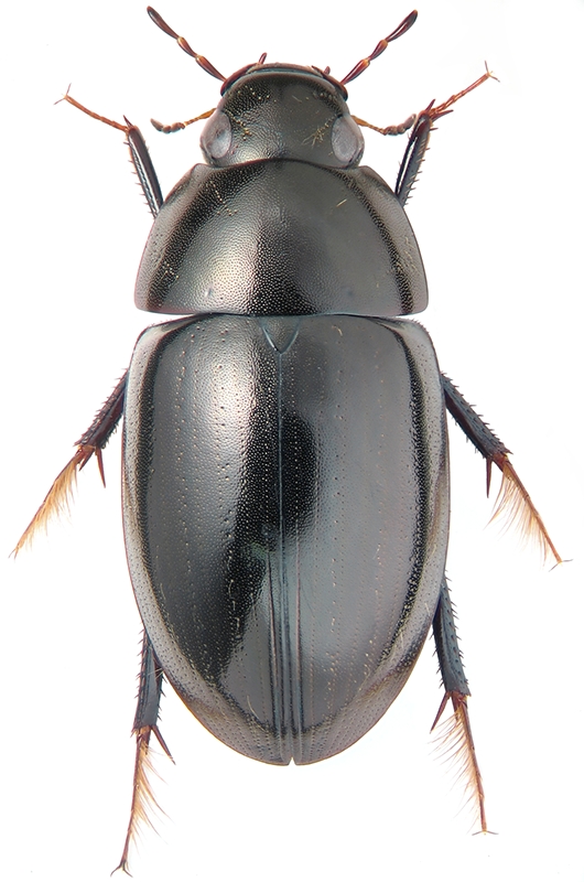 Limnoxenus niger Zschach