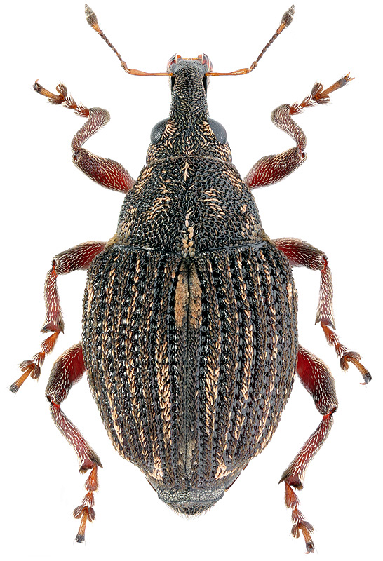 Rhinoncus leucostigma (Marsham, 1802)