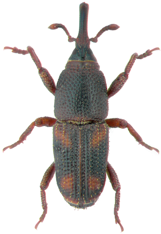 Sitophilus oryzae L.