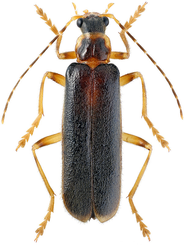 Stenothemus badius Kiesenwetter, 1874