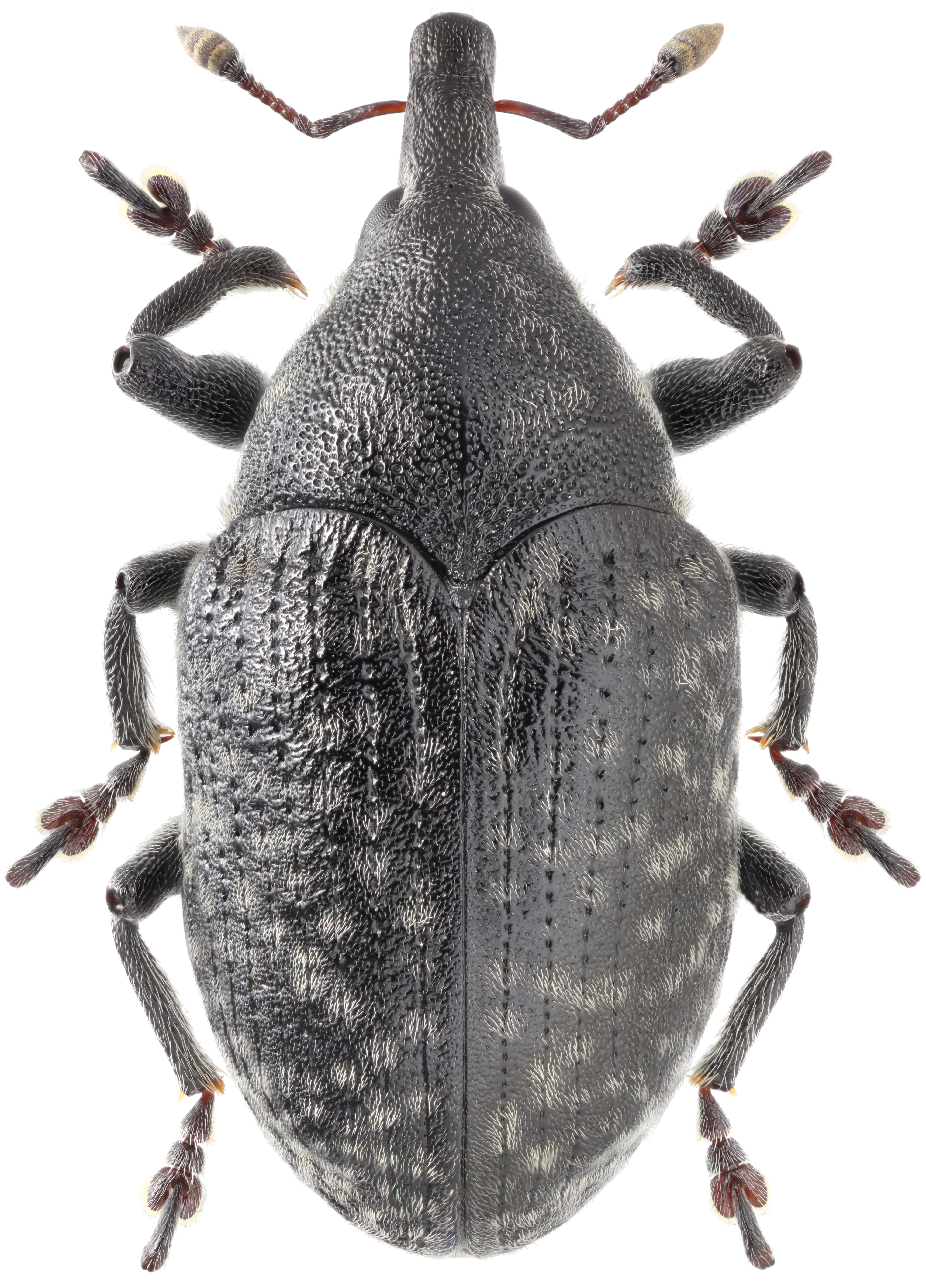 The body bugs. Larinus turbinatus. Larinus carlinae. Рюкзак Жук. Рюкзак с насекомыми.