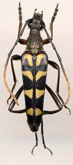 Leptura annularis, male