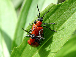  
    Lilioceris lilii (Chrysomelidae)
    -   