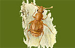 Pselaphidae