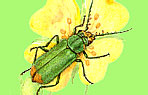 Malachiidae