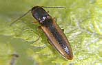 Elateridae