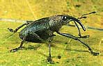 Curculionidae