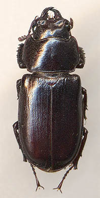 Prismognathus angularis, 