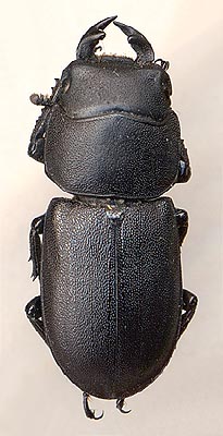 Dorcus parallelopipedus, 