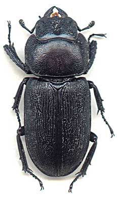 Macrodorcas striatipennis, female