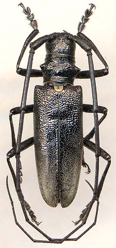 Monochamus urussovi, male