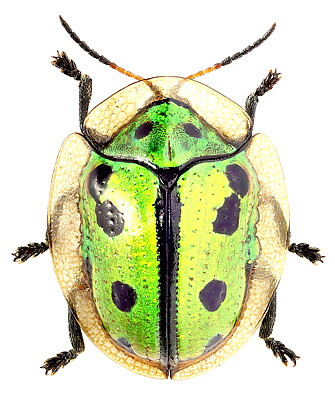 Chrysomelidae: Coptocycla (Coptocyclella) adamantina (Germ.)