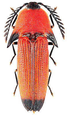 Elateridae: Pachyderes coccineus Candèze, 1859