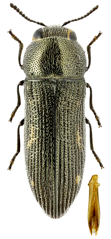 Acmaeodera (Acmaeotethya) truquii 